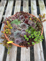 Mixed Hardy Succulent Bowl