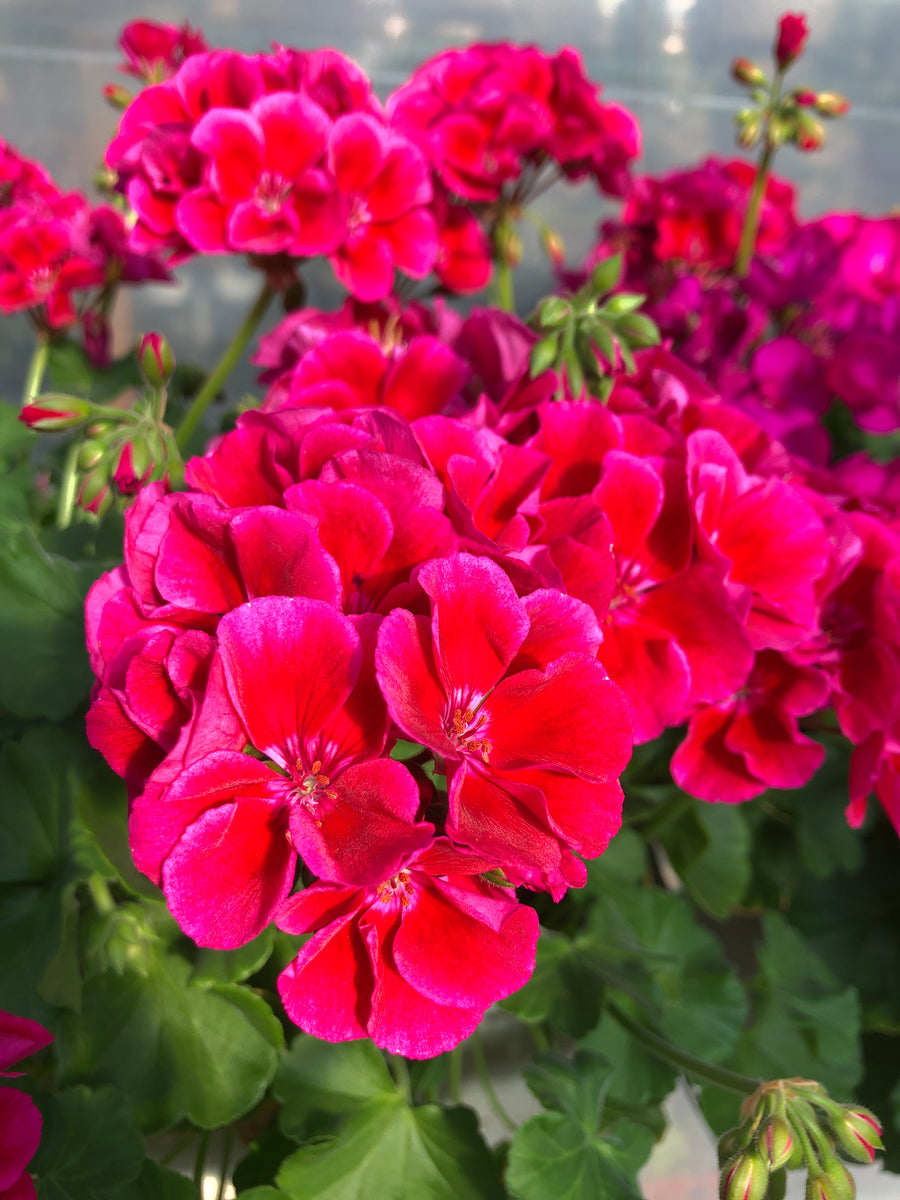 Geranium Mounding Calliope Crimson Flame Medium – The Greenery Garden ...