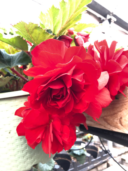 Begonia Non-Stop Red