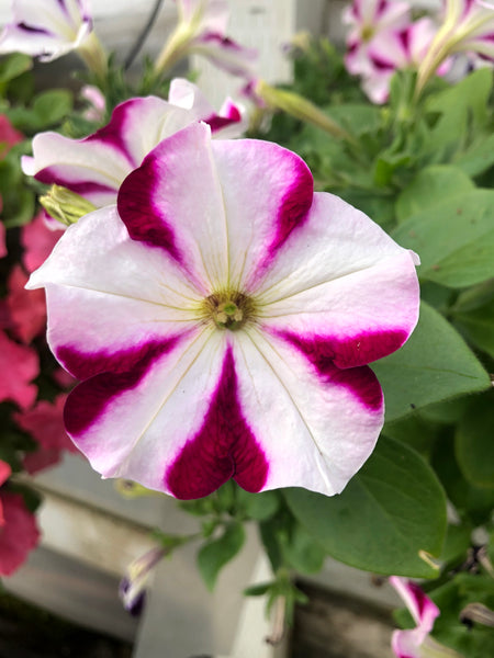 Petunias Easy Wave Burgundy Star