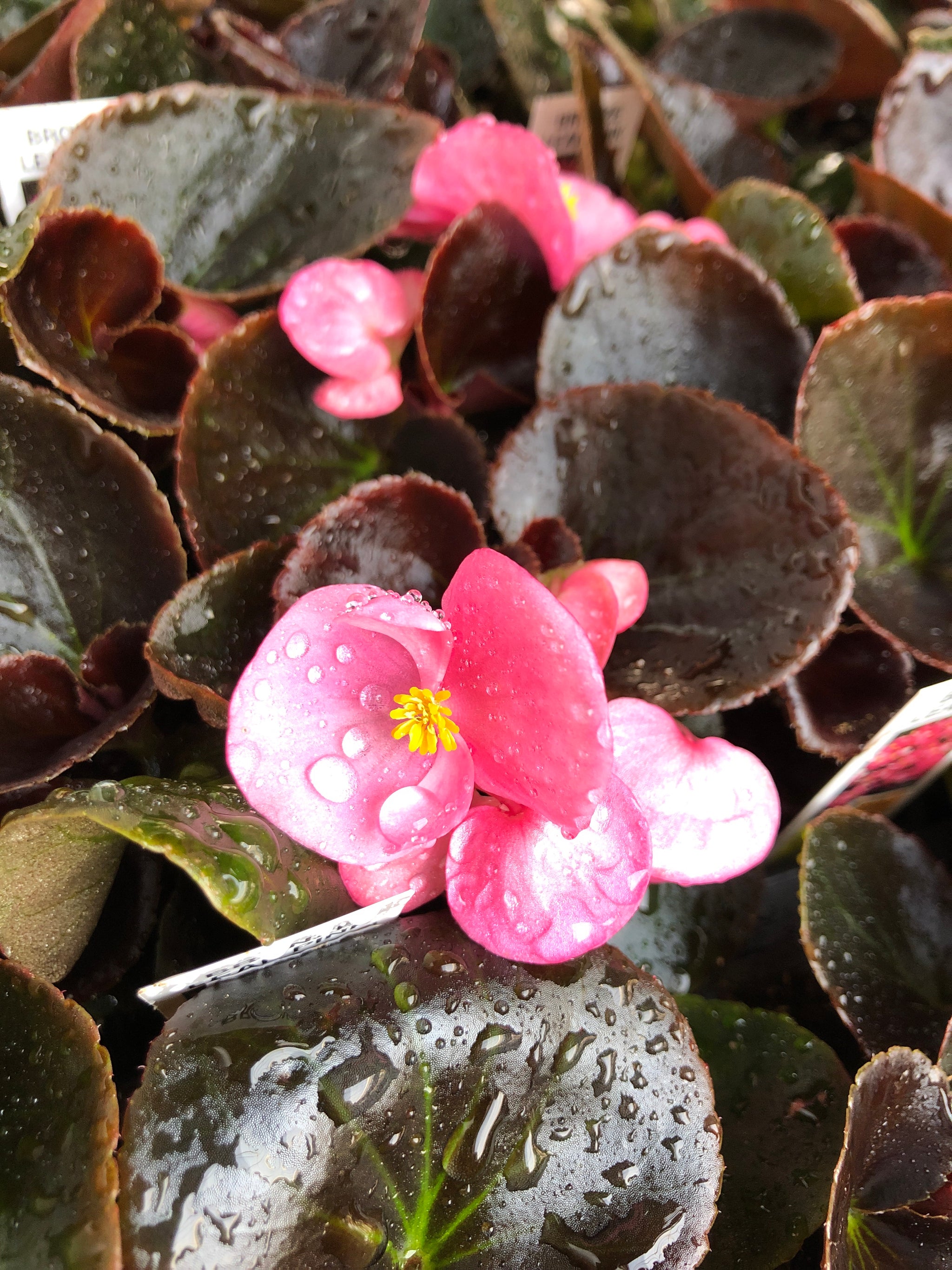 Annual Flowers & Plants | The Greenery Garden Centre in Kelowna