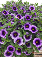Calibrachoas Eyeconic Purple