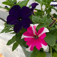 Petunias Tritunia Mix