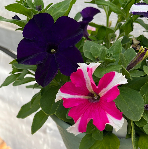 Petunias Tritunia Mix