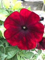 Petunias Sanguna Merlot