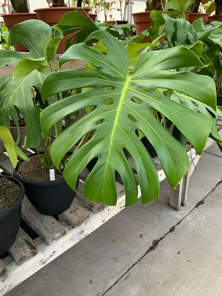 monstera deliciosa grande Monstera Deliciosa – The Greenery Garden Centre