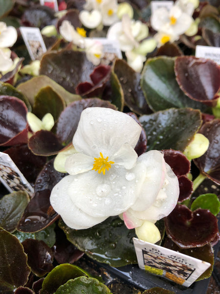 Fibrous Begonias Bronze Leaf White