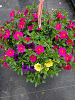 Petunias SuperCal Spring Mix