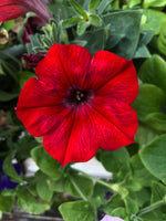 Petunias Easy Wave Red