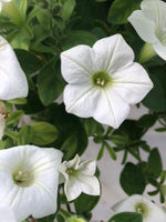 Petunias Dekko White