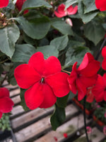 Seed Impatiens Red