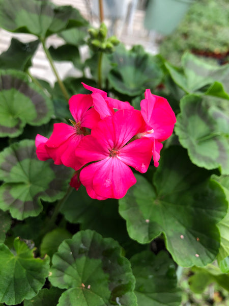 rose seed geranium Geranium Seed Maverick Rose – The Greenery Garden Centre