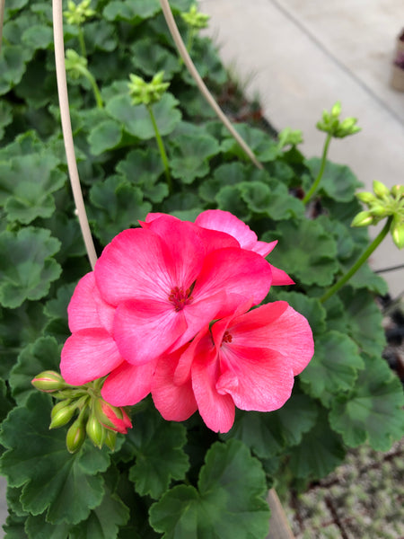 Geranium Zonal Big Ezee Foxy Flamingo