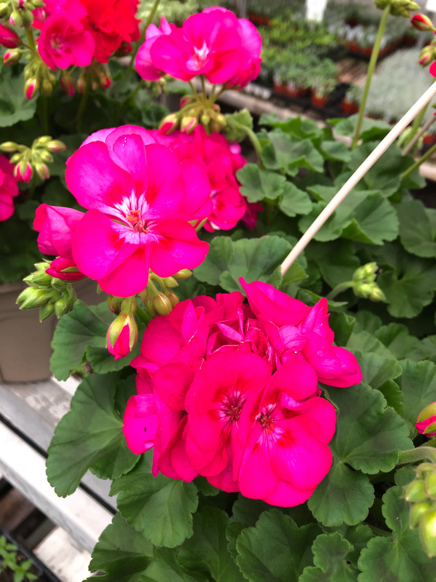 Geranium Zonal Sunrise Hot Rose + Eye – The Greenery Garden Centre