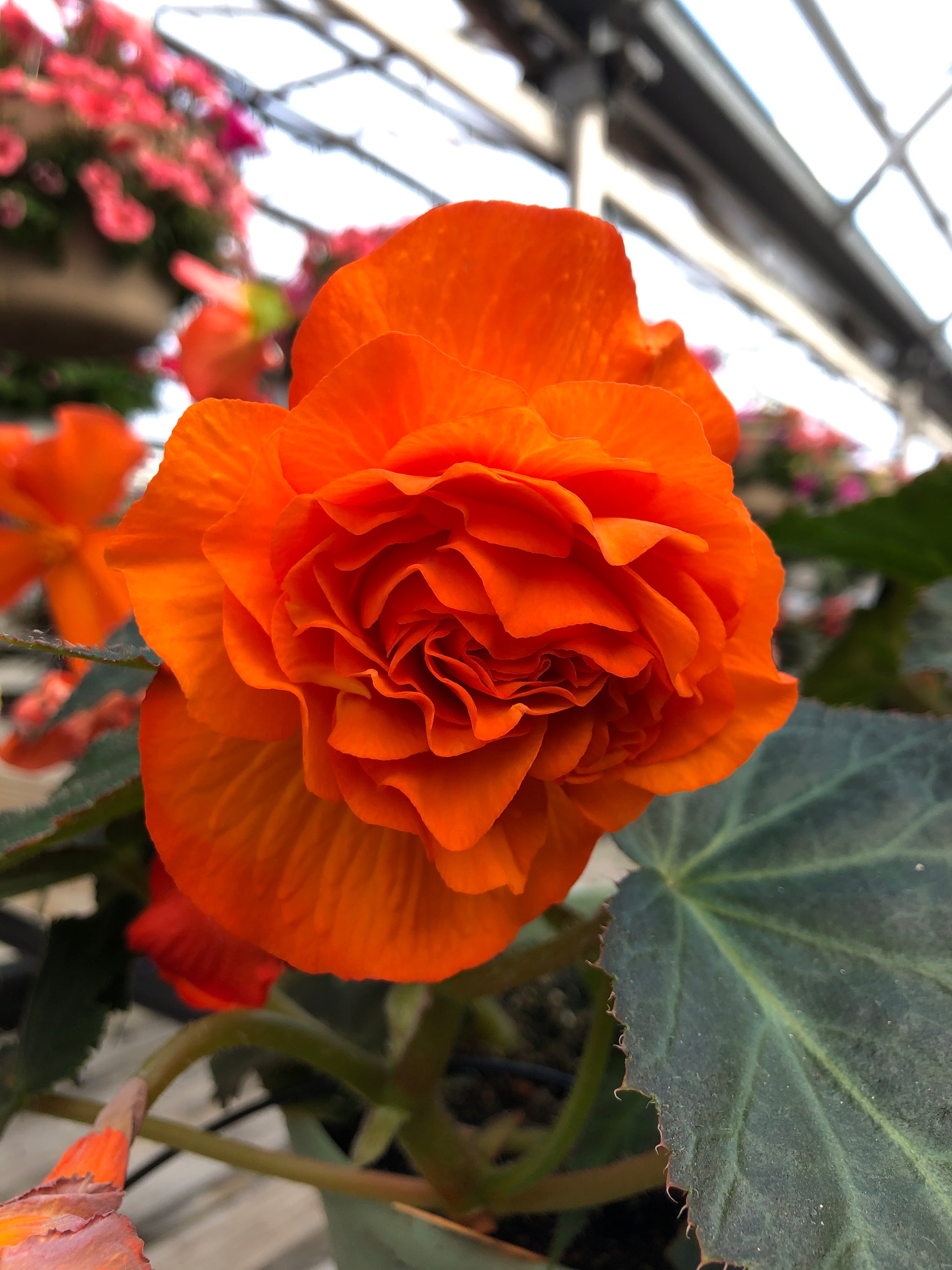Begonia Non-Stop Orange – The Greenery Garden Centre