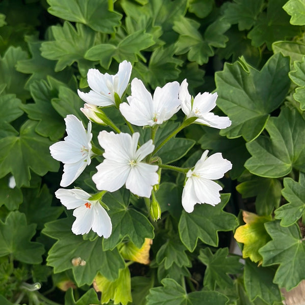 Geraniums Exotic Starry Pure White