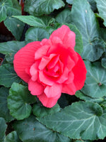 Begonia Illumination Rose