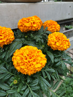 Marigold Inca Orange