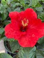 Hibiscus Wind Tortuga