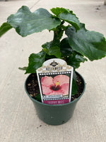 Hibiscus Hollywood Trophy Wife