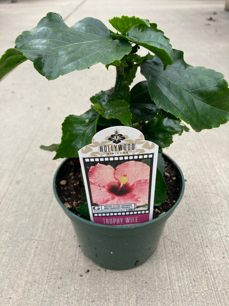 Hibiscus Hollywood Trophy Wife