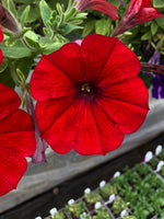 Petunias Cascadia Red