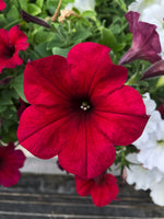 Petunias Easy Wave Velour Red