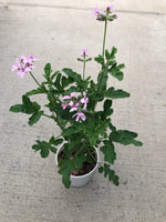 Geranium Scented Lemon Rose