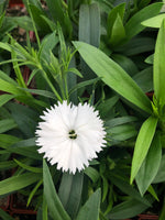 Dianthus Ideal White