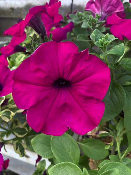 Petunias Wave Purple Improved