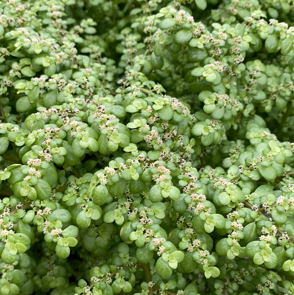 Pilea Microphylla (Artillery)