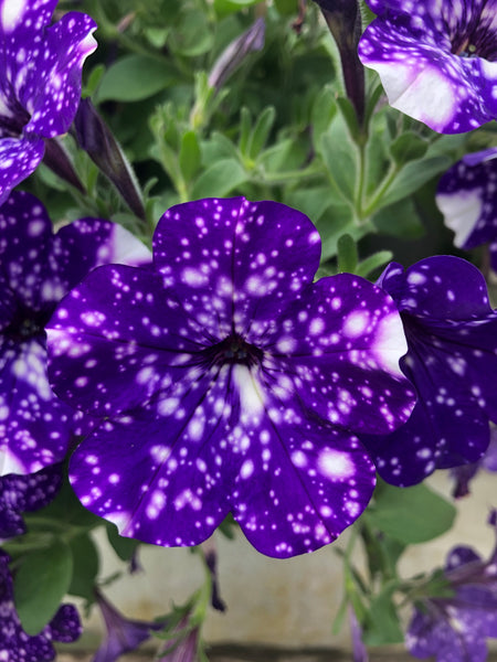 Petunias Headliner Night Sky