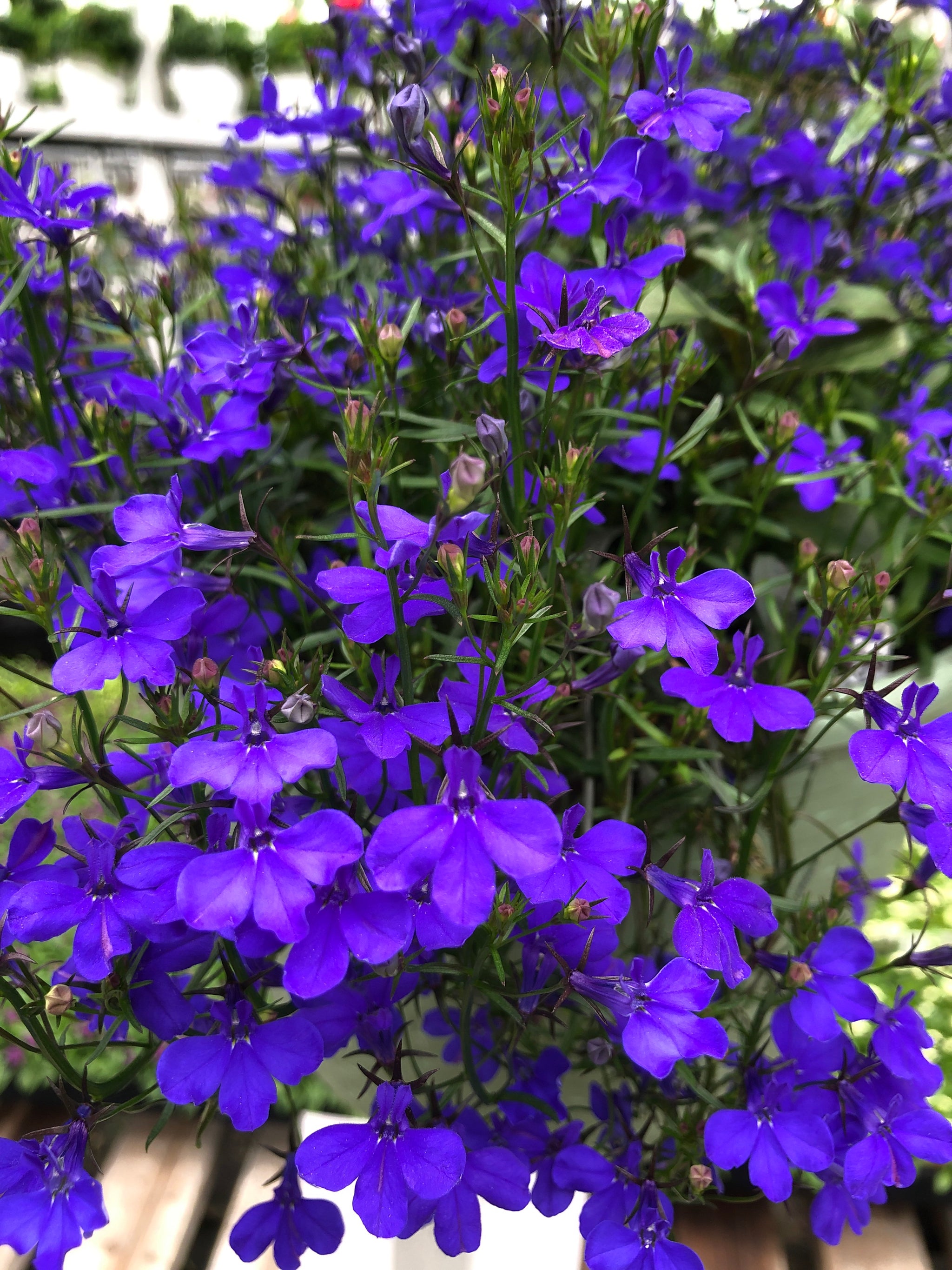 Lobelia Riviera Midnight Blue – The Greenery Garden Centre