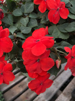 Seed Impatiens Scarlet