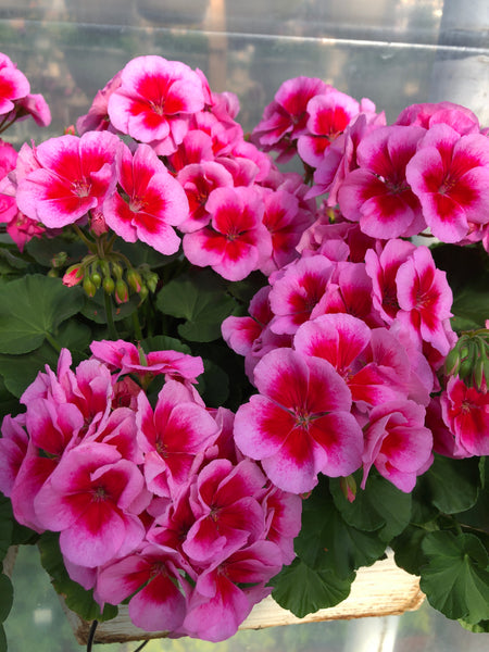 Geranium Mega Splash Geranium Mounding Calliope Rose Mega Splash Large – The Greenery Garden ...