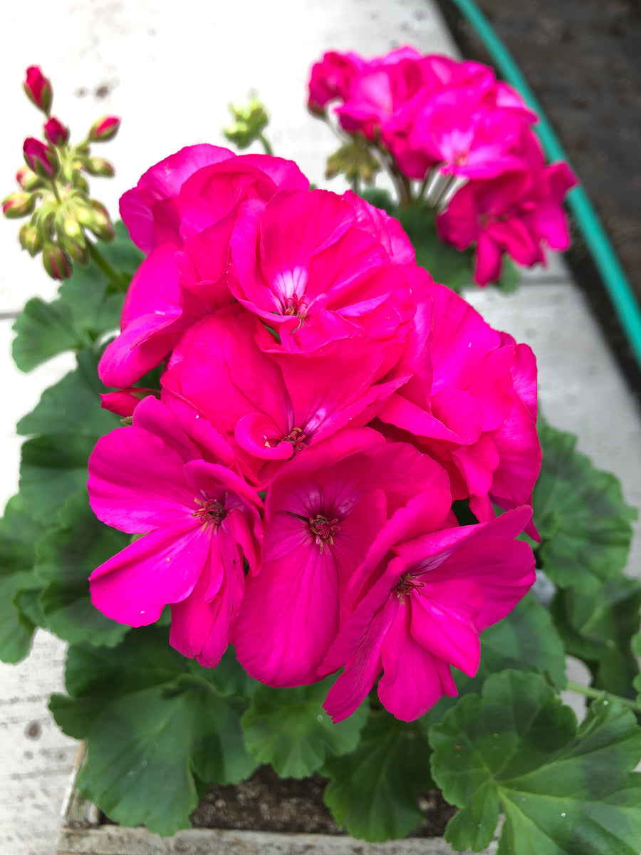 Geranium Zonal Survivor Blue – The Greenery Garden Centre