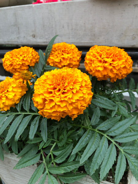 Marigold Marvel Orange