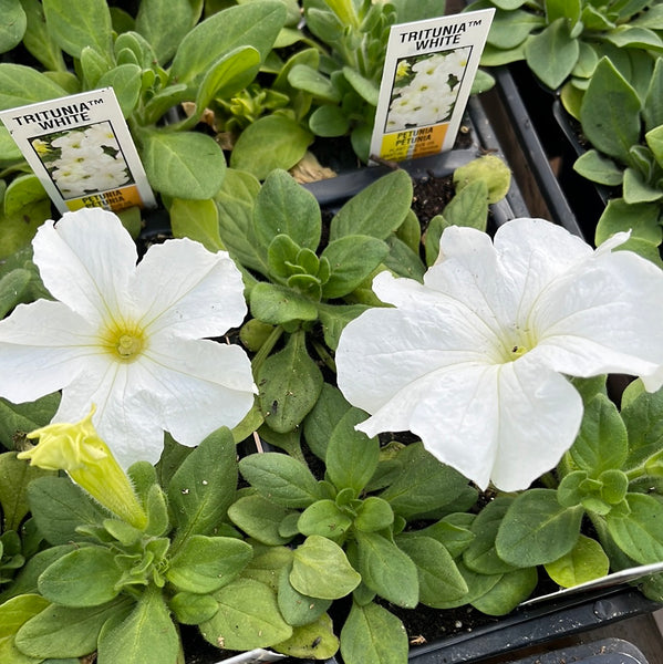 Petunias Tritunia White