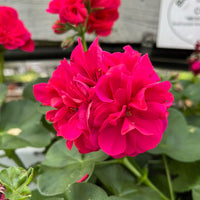 Geranium Ivy Royal Hot Pink