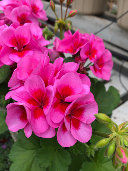 Geranium Zonal Sunrise Pink + Big Eye