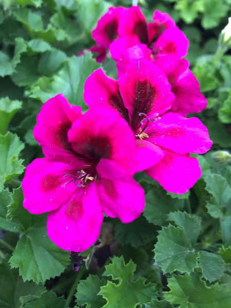 Martha Washington Candy Flowers Violet