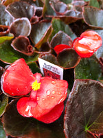 Fibrous Begonias Bronze Leaf Scarlet Red