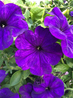 Petunias Main Stage Violet