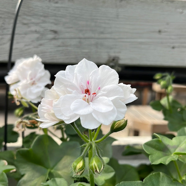 Geranium Ivy Royal White
