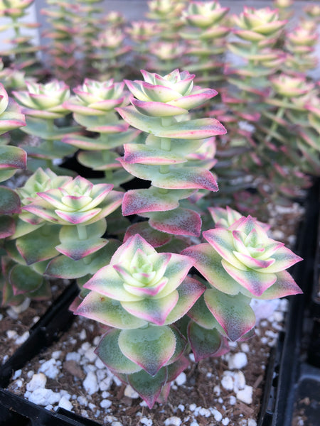 succulent plants ottawa Succulent (Tender) Crassula perforata Variegata – The Greenery Garden Centre
