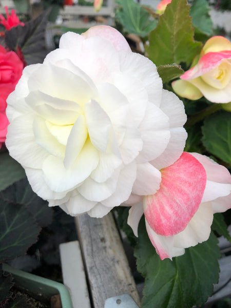 Begonia Non-Stop Apple Blossom
