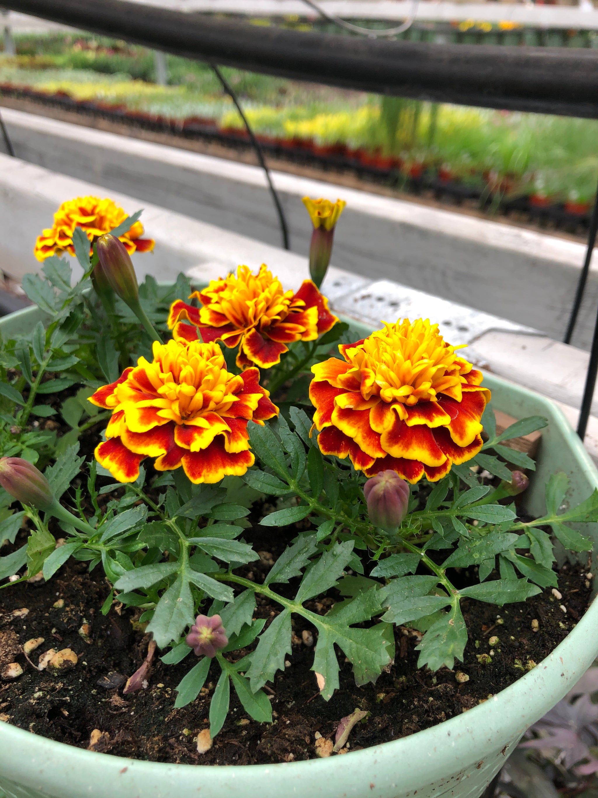 Marigold Bonanza Bee – The Greenery Garden Centre