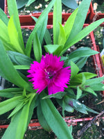 Dianthus Ideal Violet