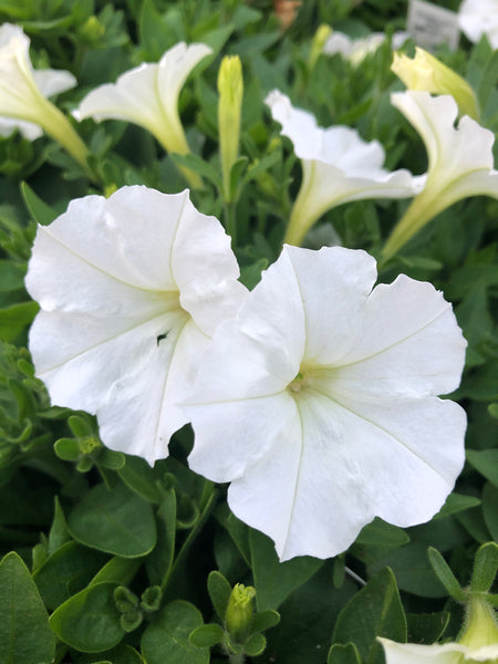 Petunias Picobella White