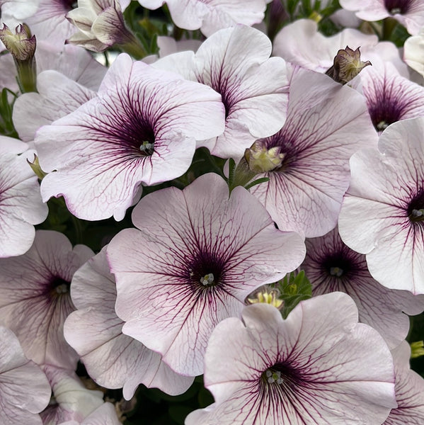 Petunias Durabloom Silver